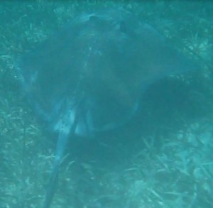 Snorkeling with Sting Rays